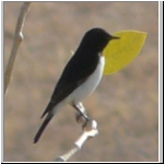 Variable wheatear.jpg